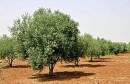 olive-trees-w450