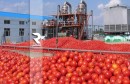 tomate-tunisie-sidi_bouzid copie