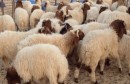 moutons-050816-1