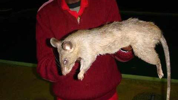 فأر عملاق من جنوب إفريقيا من الأنواع التي يمكن أن تهاجم الأطفال